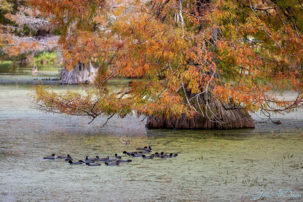 gailadixon's tweet photo. 314/366 | Under the Cypress
American Coots and 2 Blue-winged Teals feasting on duckweed and algae at LSU Lakes. It's nice to see the Cypress trees with fall foliage. #Project366 #LSULakes #Wildlife #Ducks #Coots #FallFoliage https://t.co/cdyapuRqyO