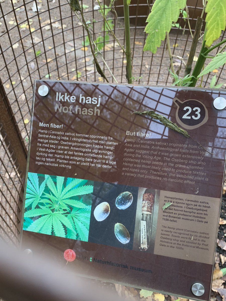 gartnerkenneth's tweet photo. It’s so funny that people are picking of leaves of this Cannabis sativa ‘Tisza’ in the botanical garden in Oslo. It’s a fiber plant in the Viking garden with no effect 🤣. They have it in a cage but still people try to get some 😂🌱 https://t.co/QQsPVyr5Jd