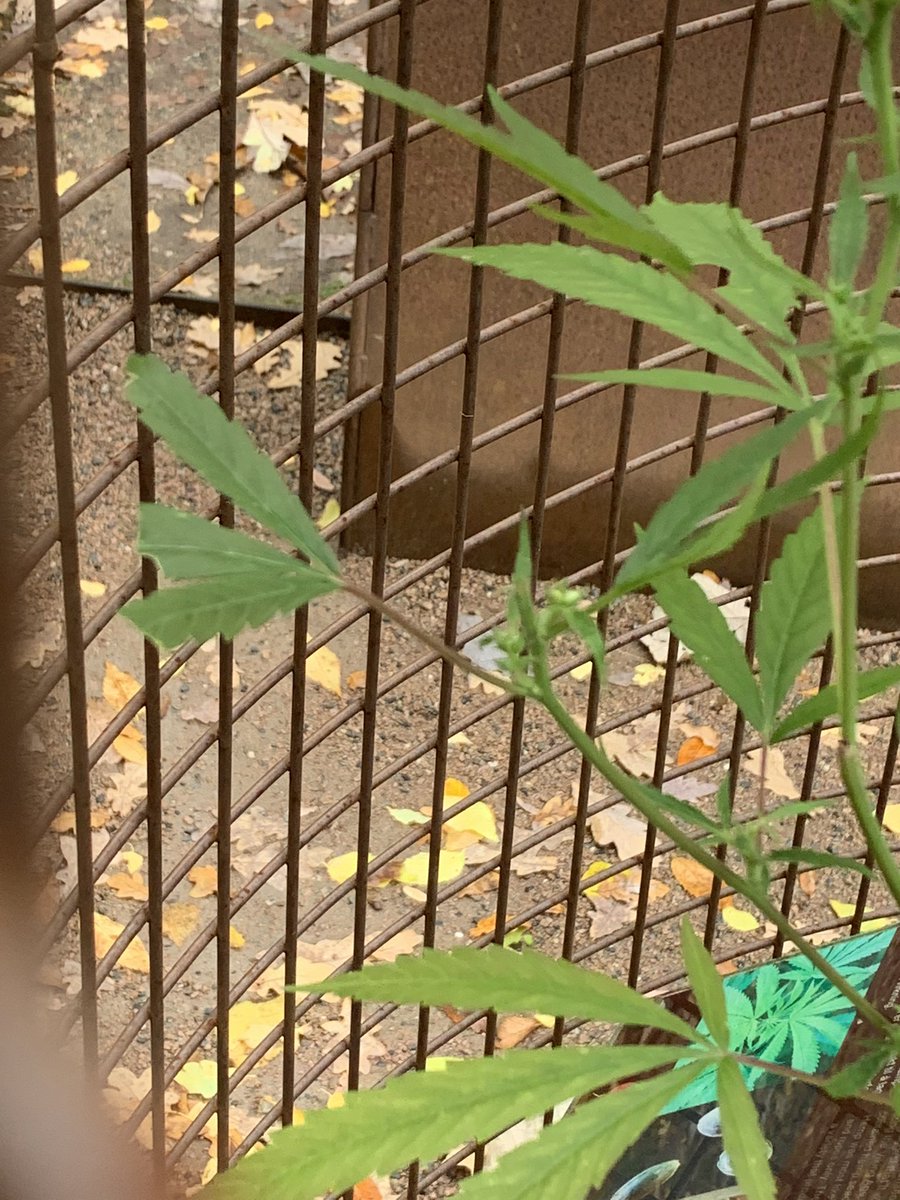 gartnerkenneth's tweet photo. It’s so funny that people are picking of leaves of this Cannabis sativa ‘Tisza’ in the botanical garden in Oslo. It’s a fiber plant in the Viking garden with no effect 🤣. They have it in a cage but still people try to get some 😂🌱 https://t.co/QQsPVyr5Jd