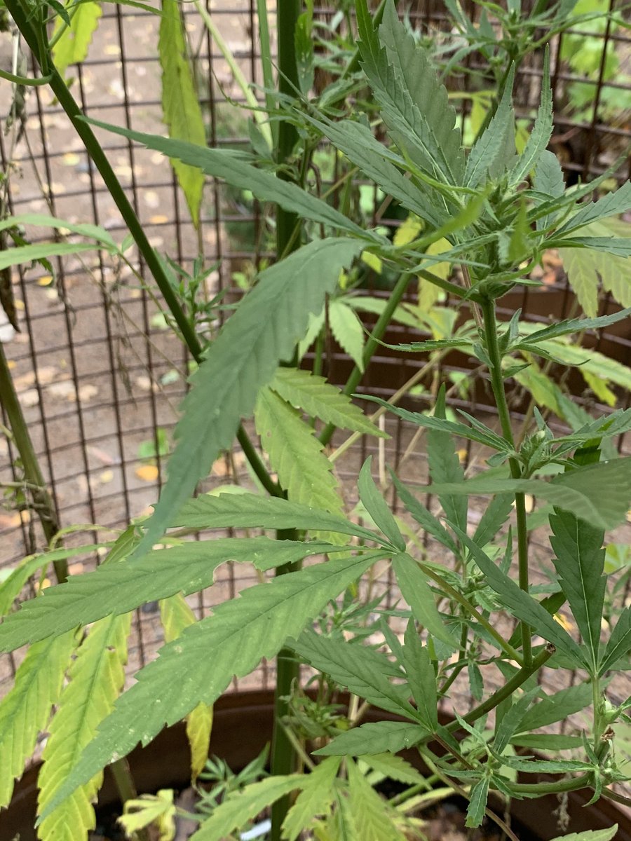 gartnerkenneth's tweet photo. It’s so funny that people are picking of leaves of this Cannabis sativa ‘Tisza’ in the botanical garden in Oslo. It’s a fiber plant in the Viking garden with no effect 🤣. They have it in a cage but still people try to get some 😂🌱 https://t.co/QQsPVyr5Jd