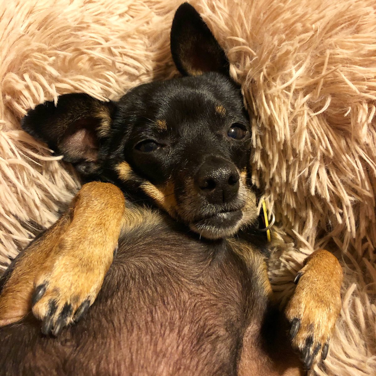 MavisBeacon10's tweet photo. Belly Rubs are Sooooo Relaxing #dogslife https://t.co/rIxGEuFf80