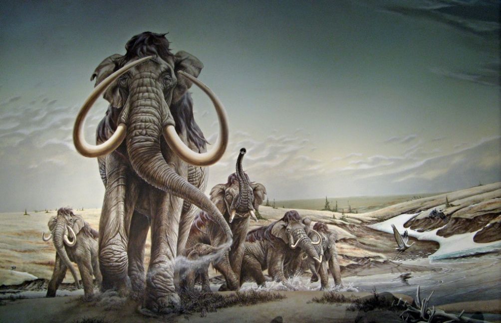 The far end of Elephant Hall in Morrill Hall at the University of Nebraska-Lincoln features a mammoth mural by Mark Marcuson. Marcuson attended a Triceratops dig & was encouraged to apply at the museum when folks saw his sketches. (1st pic by Craig Chandler [no relation])