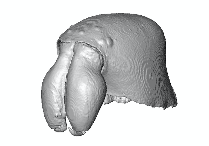 CT scans combine X-rays with computer processing to create 3D images. Entomology postdoctoral fellow Bob Kallal uses CT scans to compare physical traits between spider species and piece together how they evolved. These scans show the heads of two related orb-weaving species.