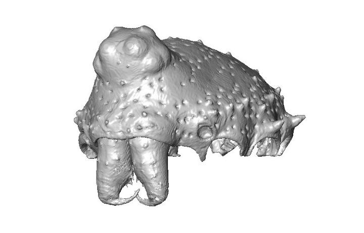 CT scans combine X-rays with computer processing to create 3D images. Entomology postdoctoral fellow Bob Kallal uses CT scans to compare physical traits between spider species and piece together how they evolved. These scans show the heads of two related orb-weaving species.