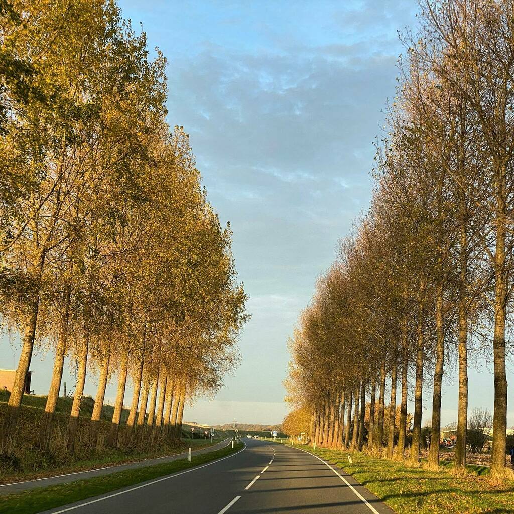 JokeTravel's tweet photo. Herfst in Brabant, gezien vanuit de auto
🇳🇱
🇳🇱
🇳🇱
#herfst #herfstkleuren #autumn #autumnvibes🍁 #autumnvibes #autumncolors #tree_brilliance #tree_magic #treesofinstagram #treephotography #tree_captures #treestagram #nature #naturephotography #nederlan… https://t.co/ByzIMRS7pB https://t.co/g3q4Iei1pP