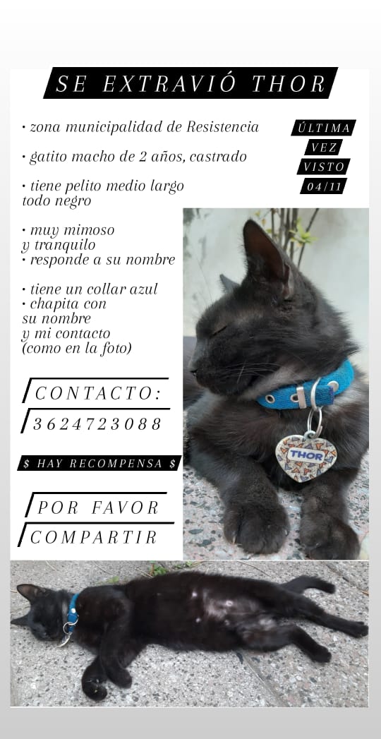 vazquezmaga's tweet photo. RT porfa, se perdió Thor https://t.co/tdKHXYeMcO