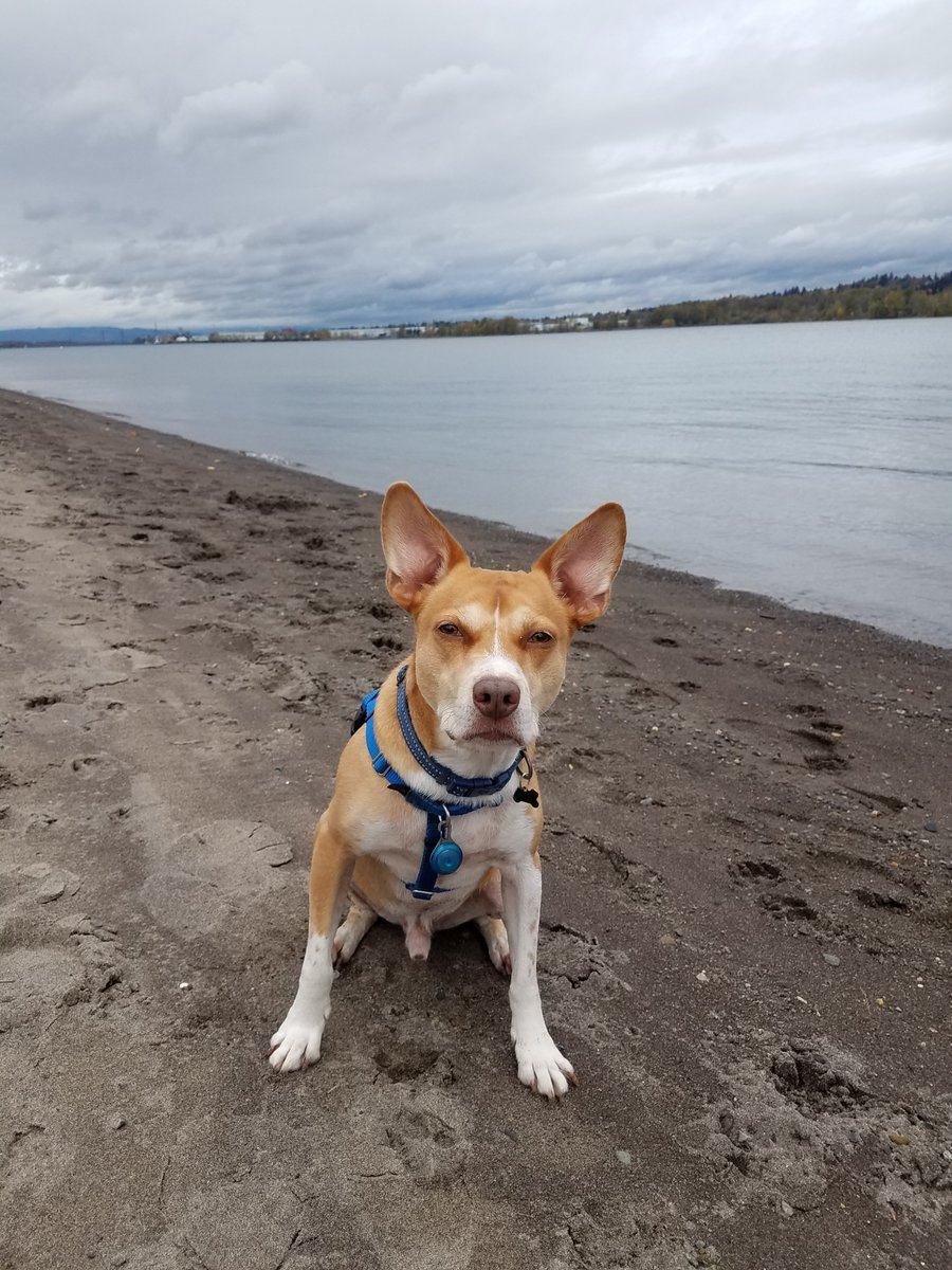 * I'm going to pause for a bit to walk my dog. But I'll follow up with more in this thread later!