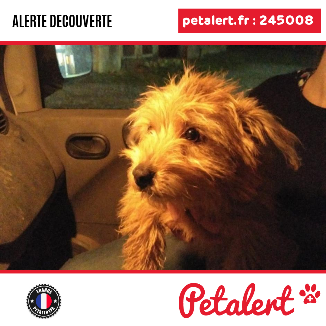 petalert_france's tweet photo. Trouvé #Chien #Allier #Trevol #Petalert #PetAlert03 / https://t.co/2rDvJRMuvC https://t.co/zU5dkk0uBs