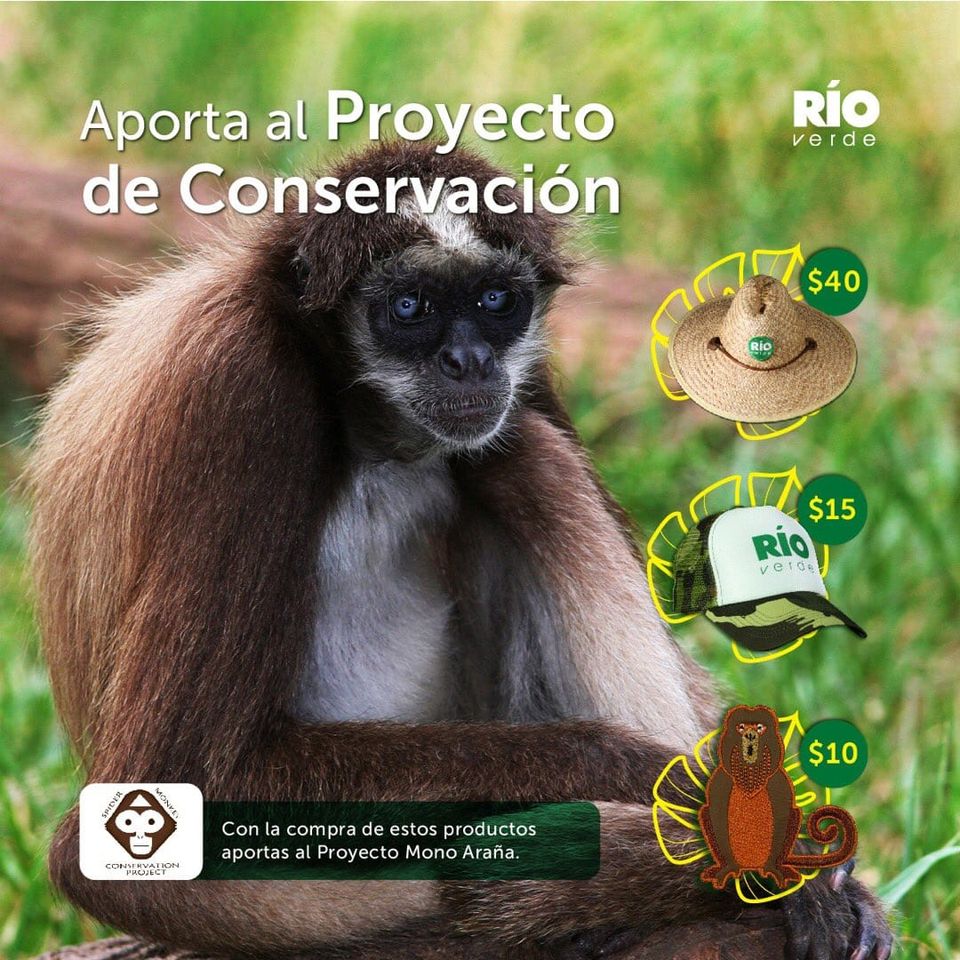 Proyecto Mono Araña tweet media