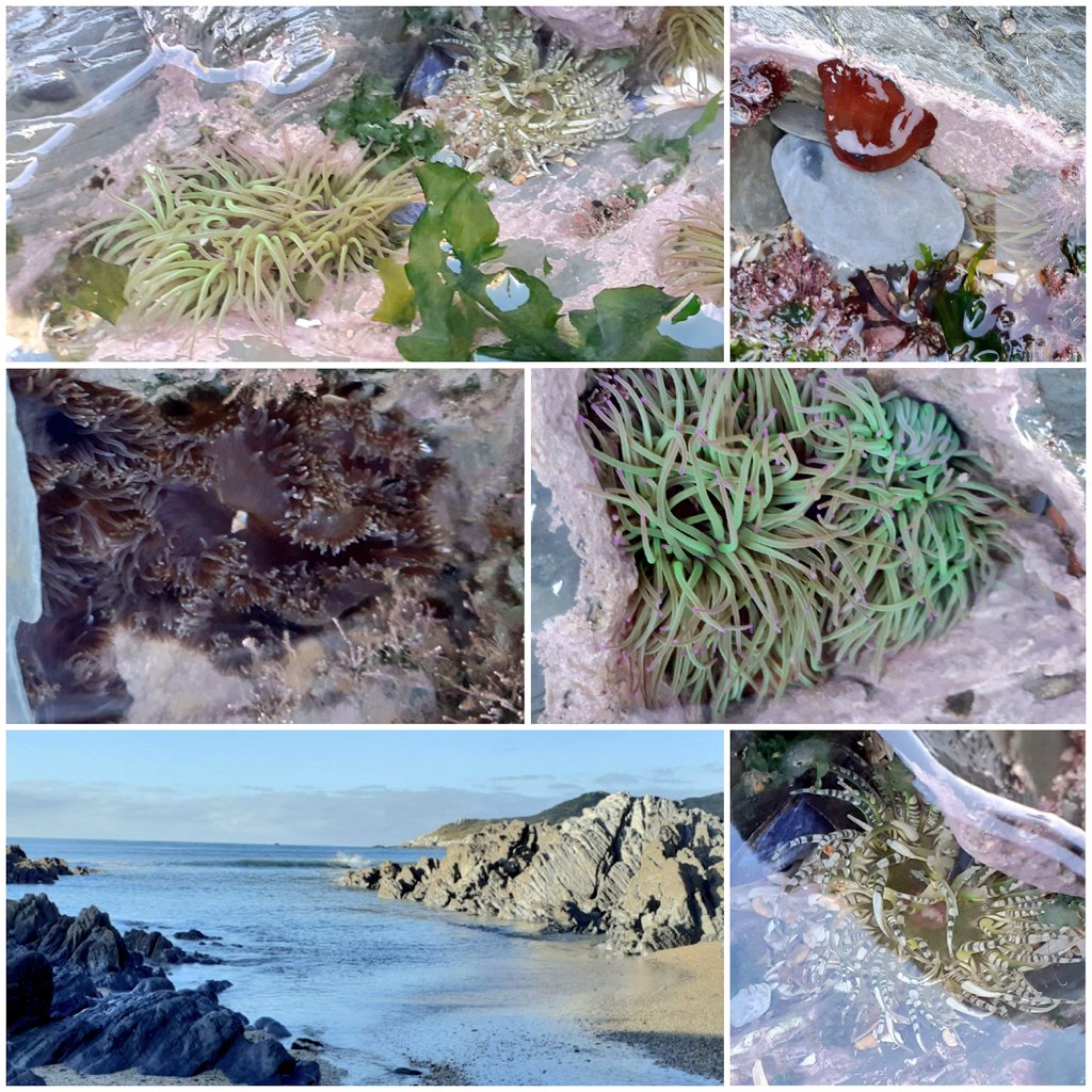 CoastwiseR's tweet photo. Coastwise member and survey team leader @LoveMarineLife found some lovely  #anemones on a quick visit to #Barricane #Woolacombe yesterday 👍😊 https://t.co/6FqSvTtQ4E