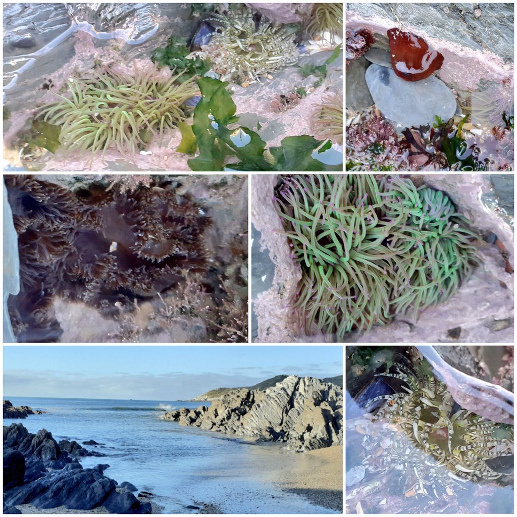 Coastwise member and survey team leader @LoveMarineLife found some lovely #anemones on a quick visit to #Barricane #Woolacombe yesterday 👍😊