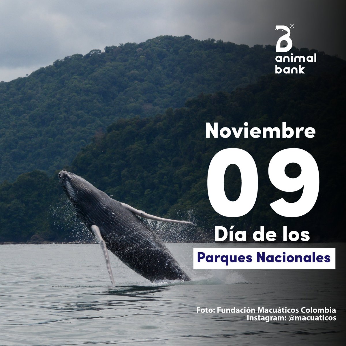 Animal Bank tweet media