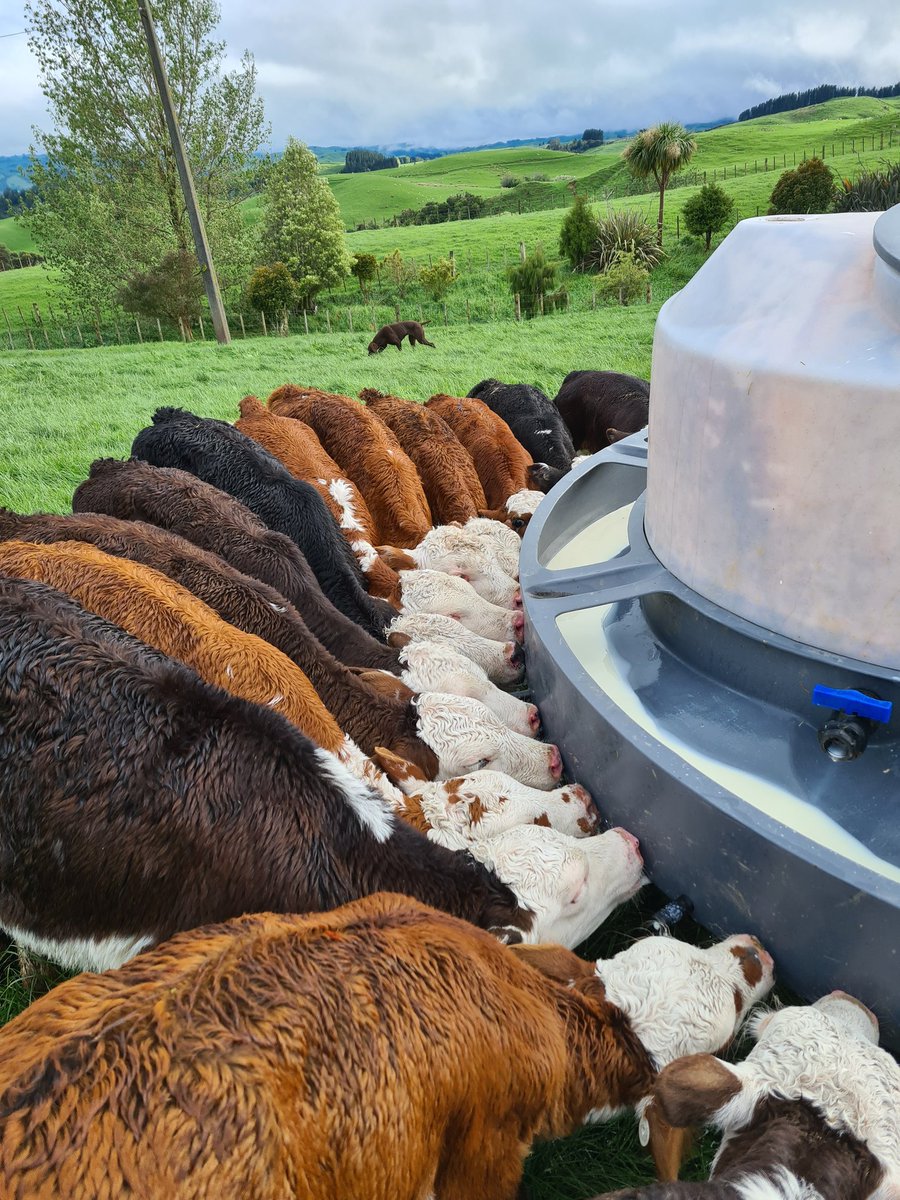 A bit nicer feeding calves today.
