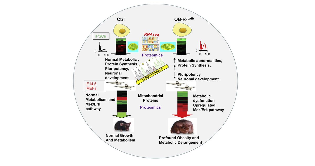 ESC_iPSC_News's tweet photo. Gene editing to correct point mutation in db/db #iPSCs using #CRISPR-Cas9 restored expression of neuronal markers and protein synthesis while reversing metabolic defects. ⬅️ 
@harvardmed study, published in @stemcellreports:
https://t.co/m655lwrmV2 https://t.co/ZSl1SjNU54