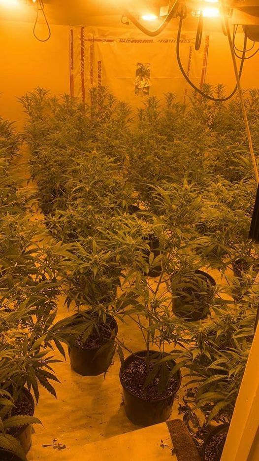 CambsCops's tweet photo. Two men have been charged with producing cannabis after @CambsRuralCops discovered them in a house alongside roughly 360 plants in #Glatton on Friday.
If you suspect drug dealing or a cannabis factory in your area, report it to us online ๐๐ https://t.co/yeCWZNsfIL
#SaferCambs https://t.co/NcID0w9vEw