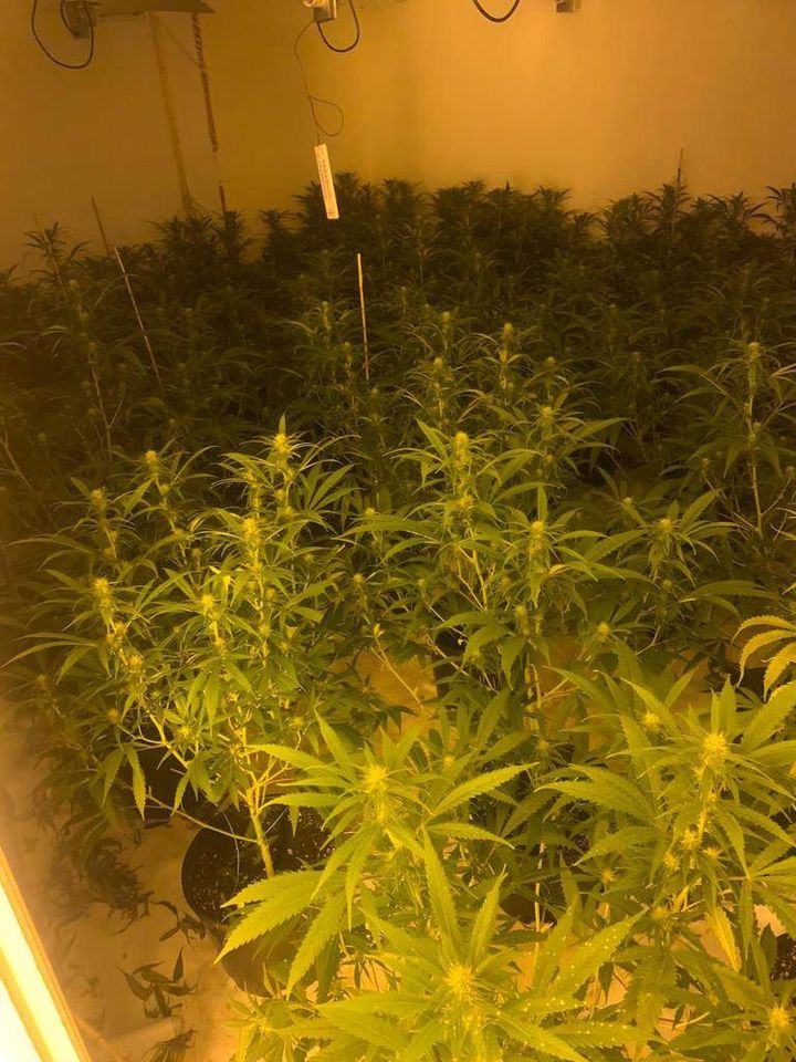 CambsCops's tweet photo. Two men have been charged with producing cannabis after @CambsRuralCops discovered them in a house alongside roughly 360 plants in #Glatton on Friday.
If you suspect drug dealing or a cannabis factory in your area, report it to us online ๐๐ https://t.co/yeCWZNsfIL
#SaferCambs https://t.co/NcID0w9vEw