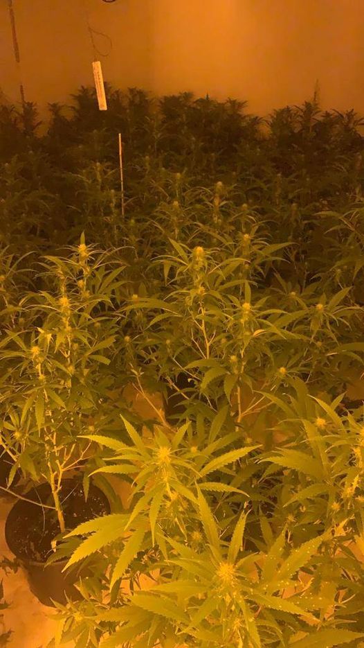 CambsCops's tweet photo. Two men have been charged with producing cannabis after @CambsRuralCops discovered them in a house alongside roughly 360 plants in #Glatton on Friday.
If you suspect drug dealing or a cannabis factory in your area, report it to us online ๐๐ https://t.co/yeCWZNsfIL
#SaferCambs https://t.co/NcID0w9vEw