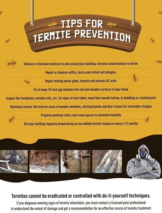 Regional Termite (@regionaltermite) / Posts / X