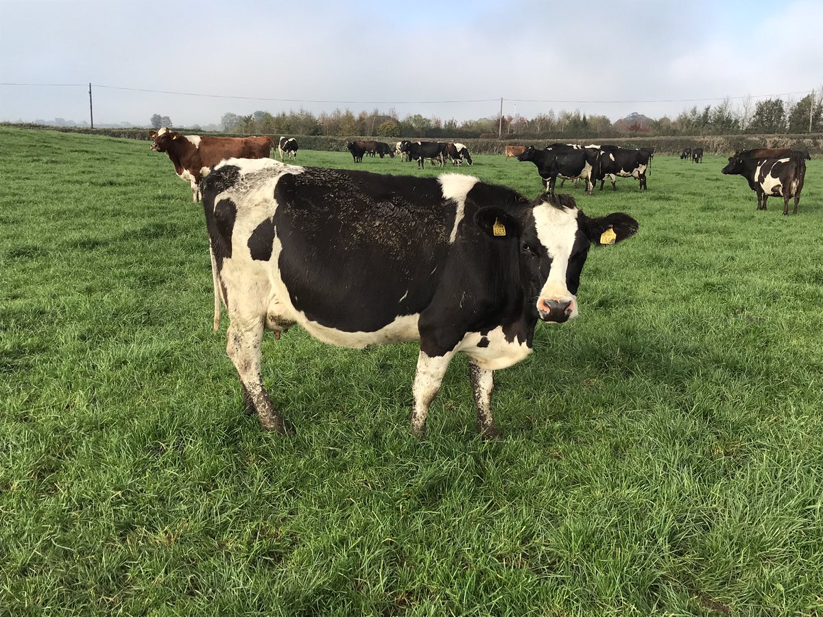 LIC Ireland tweet media