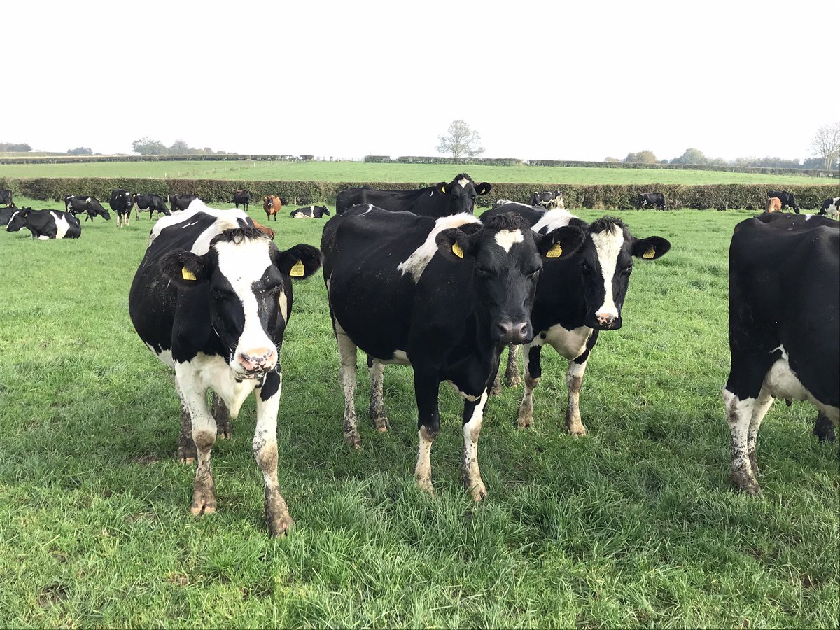 LIC Ireland tweet media