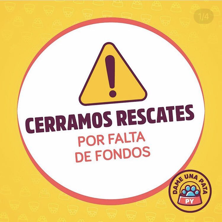 dameunapatapy's tweet image. 🧵 

CERRAMOS POR FALTA DE FONDOS Y LUGAR 🚨🚨🚨

No damos más.
Por más que publiquemos a los 40 perros y 10 gatos en adopción que tenemos no están siendo adoptados.