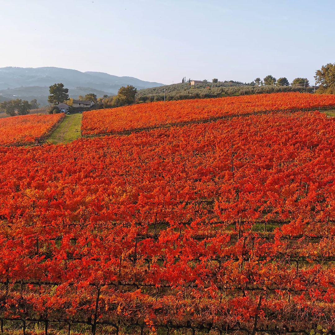 vines.com.br/produtos/sagra…