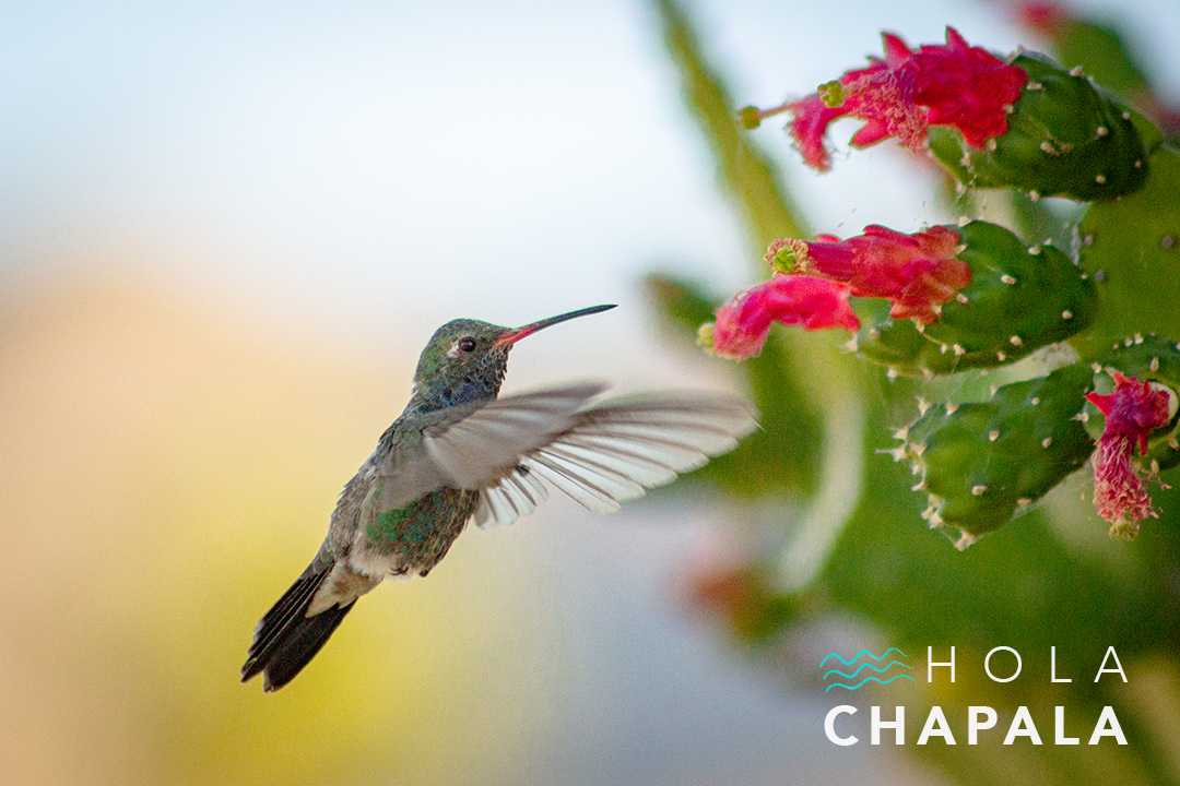 HolaChapala's tweet photo. Desayuno junto al lago / Lake breakfast.
#HolaChapala #Chapala #Colibri #Fauna #Cactus #PhotoNat #LagoDeChapala https://t.co/SmXK8NsvAi
