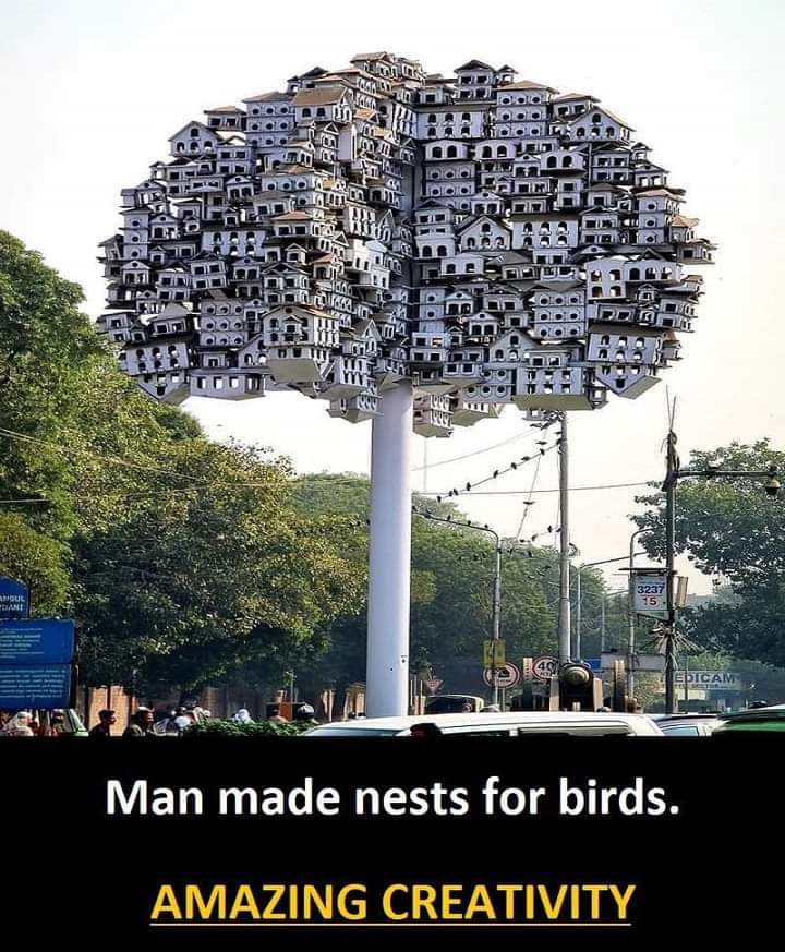 Mega56696930's tweet photo. Superb.. 😍every birds need to our world.. https://t.co/ayxL3sSaOj