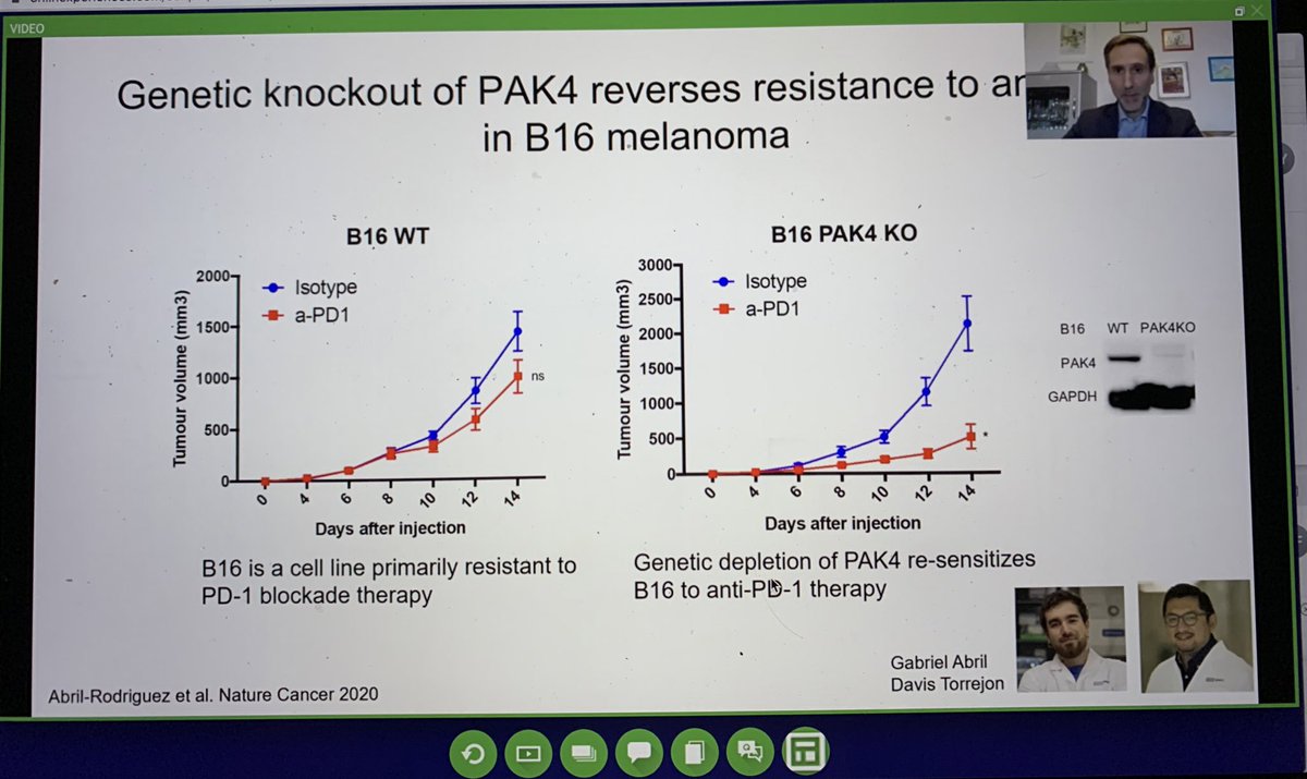 BernardAFox's tweet photo. Prof Toni Ribas #immunotherapy #resistance expert @UCLAJCCC & @AACRPres /Talks Primary Resistance to #PD1/Great story on association of #PAK4 in Tu with #immune #exclusion #TCGA/inhibition blocks #beta #catenin & #MYC/improved therapy in #melanoma model/#SITC2020 @sitcancer https://t.co/aXteRmNlEe
