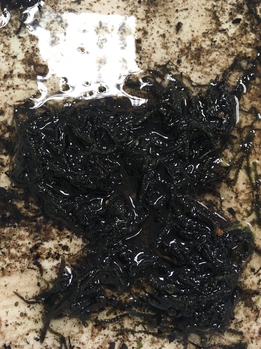 jessica_minett's tweet photo. I thought @whereswally was a fun kids games where you had to find a red and white stripey man but it’s actually training you to find teeny weeny #inverts! #FindTheAmphipod
#SoManyAmphipods #FreshwaterInvertebrates #FalklandIslands #TroutPhD @SAERI_FI @csar_ace https://t.co/aQGYgAv0Wj