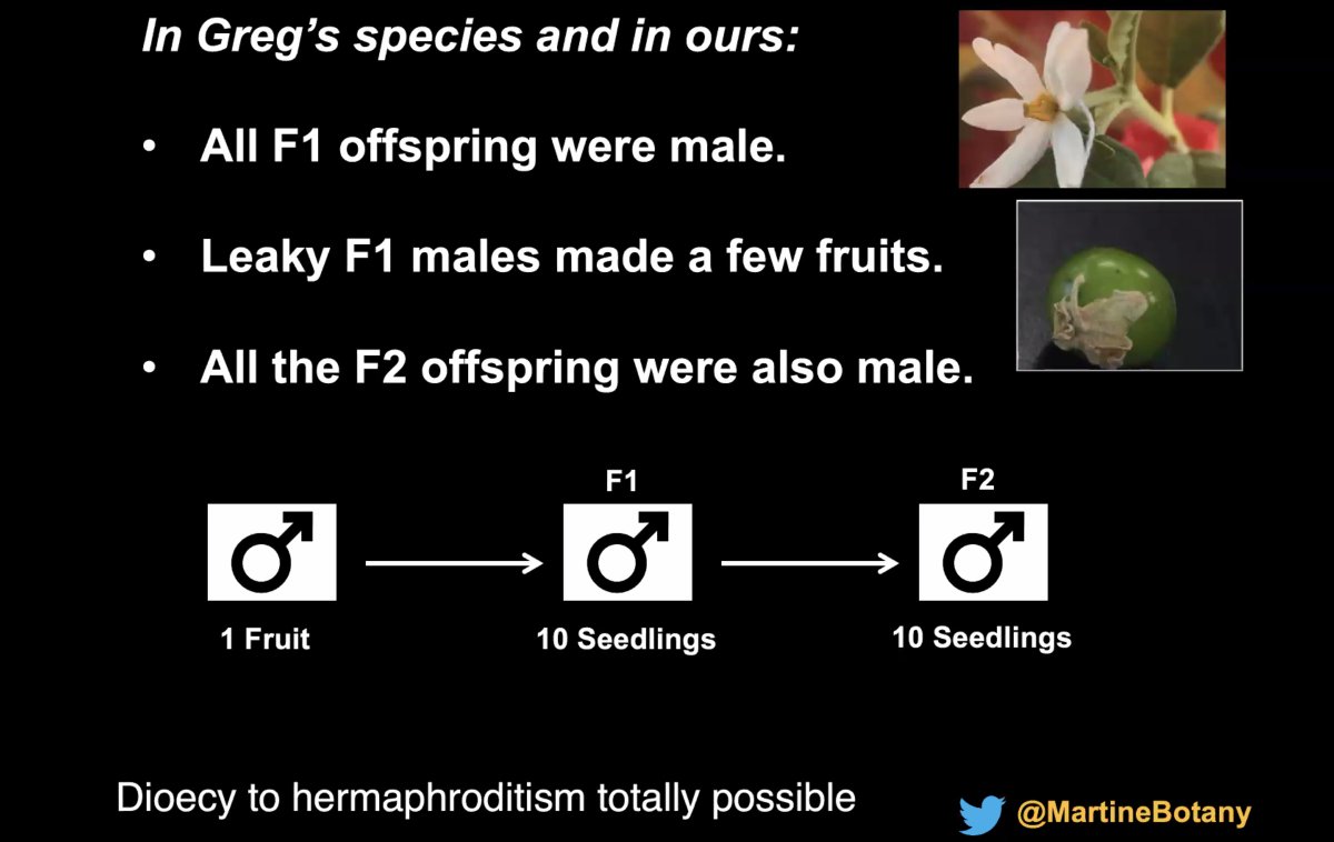 aubombarely's tweet photo. #SOLIOM2020, @MartineBotany introduces his system. 90% of the angiosperms are #hermaphroditic (H). 14 AUS spiny #Solanum are #androdioecy (AD) and 13 has functional #dioecy (D). The expected evolution is H->AD->D, but can plants go AD->H? Martine found some cases. https://t.co/K2hKj6ou3u