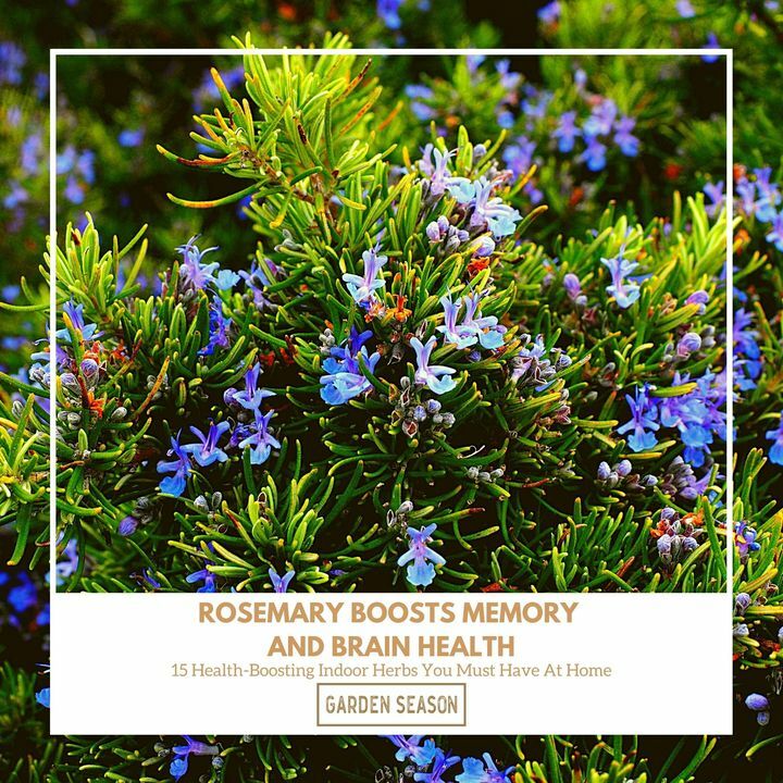 Rosemary has long been associated with memory and brain health. Evidently, rosemary’s active component is carnosic acids which can actually protect the brain from damage.

bit.ly/indoor-herbs-h…