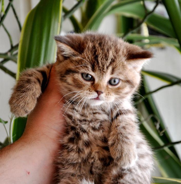 CatADS_ru's tweet photo. Котики и кошечки https://t.co/O0qPmeCPRP 
#кошки #котята #cat #kittens https://t.co/J7t9DyJiET