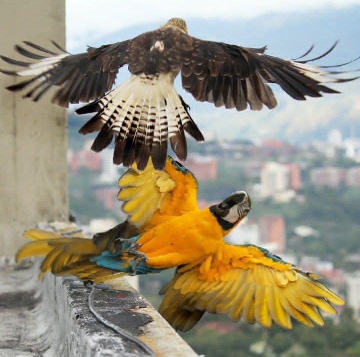 VenezuelaLinea's tweet photo. Una parte hermosa de Caracas es poder encontrarte con estas maravillas de Dios en plena selva de concreto

📸 Mabel Cornago https://t.co/eCsb58H7Oe