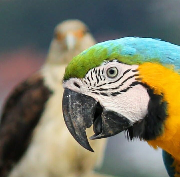 VenezuelaLinea's tweet photo. Una parte hermosa de Caracas es poder encontrarte con estas maravillas de Dios en plena selva de concreto

📸 Mabel Cornago https://t.co/eCsb58H7Oe