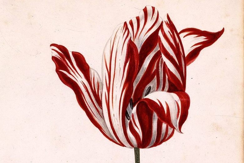 2/ Tulips gained in popularity as people were attracted to their rich color and ability to grow in sub-optimal conditions.They soon became a coveted status symbol for the wealthy.The Semper Augustus, with its colorful, flame-like streaks, was the most desired of them all.