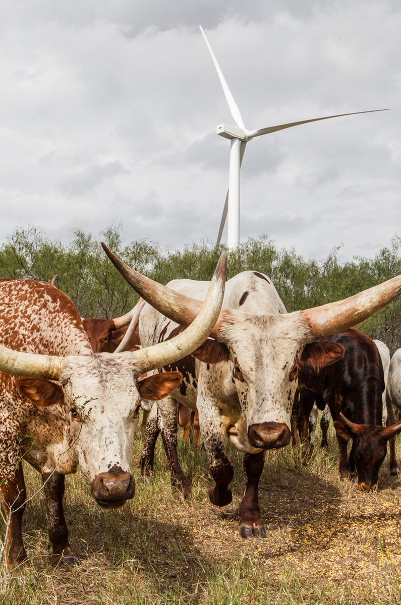 atx_markstover's tweet photo. I look forward to hosting a discussion at 3 PM on Nov. 17 at the Texas Energy Summit that will examine the benefits of RE to rural TX and how we can keep moving forward with targeted policy. #txenergysummit #txenergy @joshdr83 @swsTX @txsolarpower https://t.co/ceN66CBID1