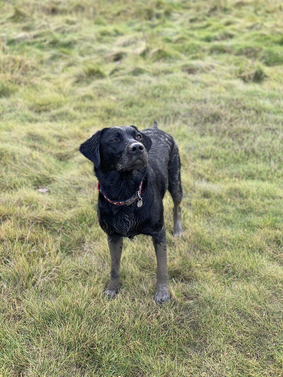 labradorlucy18's tweet photo. I had the best time today at Arnside, my humans even let me have a bit of their sausage rolls. https://t.co/W1khAxwXpg