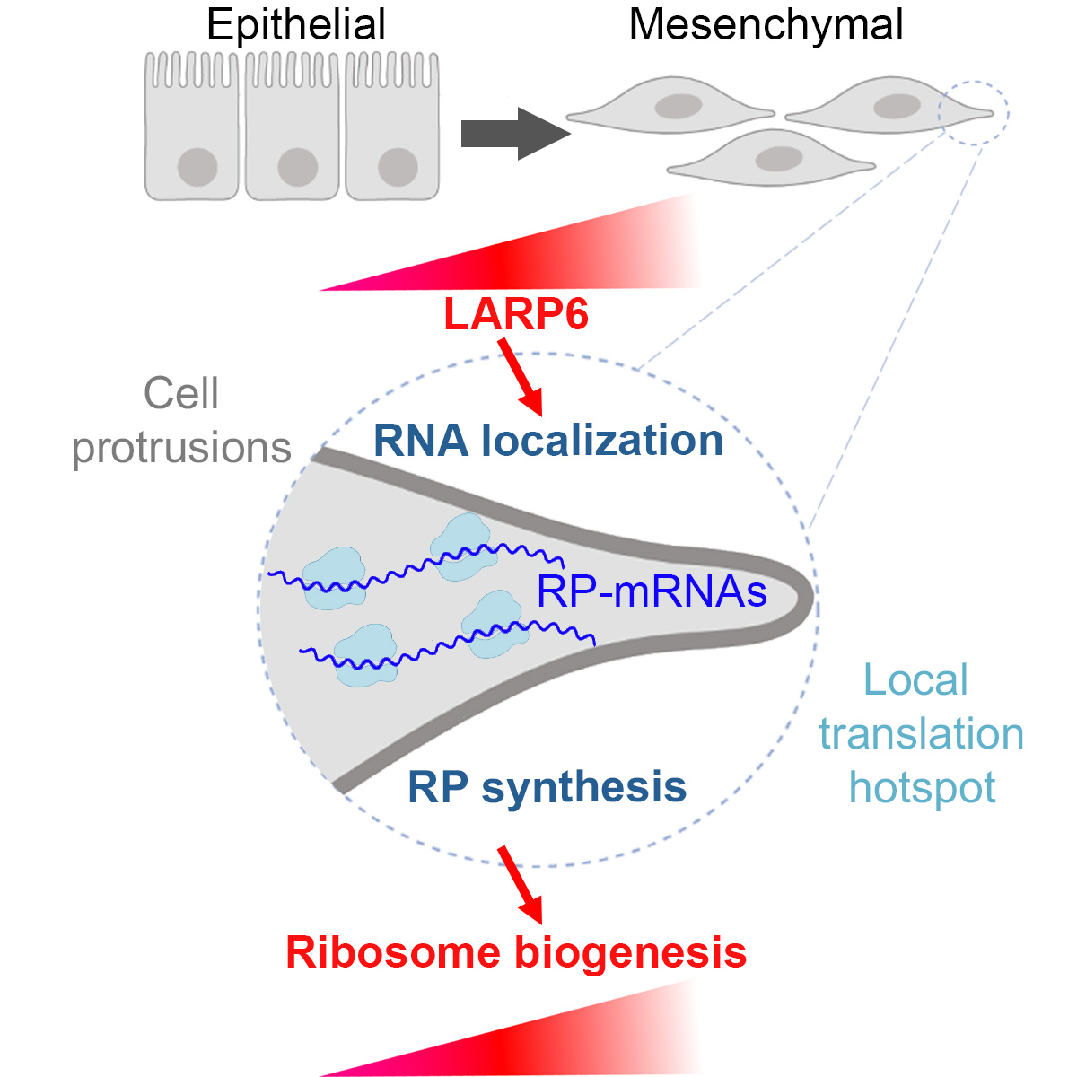 FKHM's tweet photo. Our lab's first ever paper (Subcellular mRNA Localization Regulates Ribosome Biogenesis in Migrating Cells) is finally out today in @Dev_Cell: https://t.co/aUmALRYwWY
Very Proud of @DermitMaria and all the other authors for their efforts, part of which was during a pandemic (1/6) https://t.co/3qLomVGk14