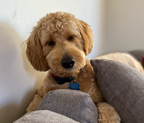DoodCrew's tweet photo. "Create adventures for yourself. Today, I'm supervising a rescue mission. Cooper &amp; Enzo are trying to get the ball out from under the console &amp; it's not looking good!" ~Ollie
#doodcrew #dog #dogs #pets #petstagram #goldendoodle #bestdog #dogsoftwitter #pawsup  #happy #smile https://t.co/at8Yvz0X2a