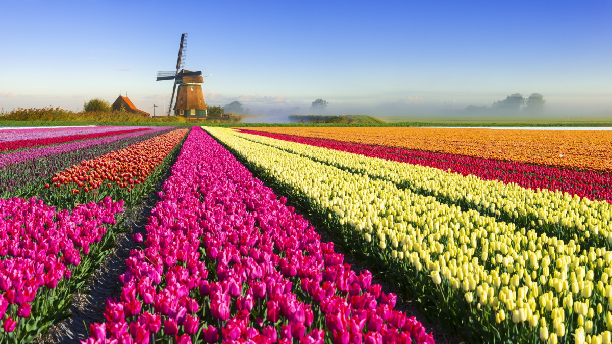 11/ Importantly, Goldgar found no evidence that working class people went bankrupt betting on tulips.The Dutch Republic was not broken by the incident and very few people were truly impacted by it.A fascinating historical incident, yes.As sensational as the legend, no.