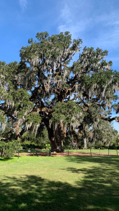 I love North Carolina. This oak is over 400 years old. Truly magical in person. https://t.co/egn67Lq