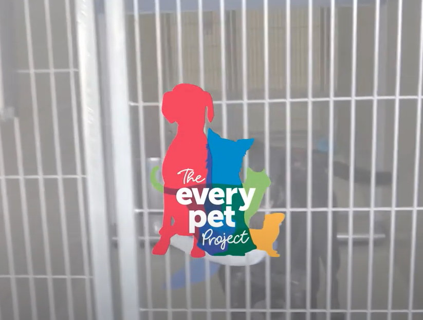DFW_Humane's tweet photo. Excited to win a $2500 donation from @Virbac_US  &amp; The Every Pet Project! Thank you to those who nominated us. Learn more - https://t.co/Y7IaBpskKe 
Watch here --> https://t.co/AuKLIJ6Da1
Read more here --> https://t.co/6mEd6KJgNO
#EveryPetProject https://t.co/yffT4Y0Xgt