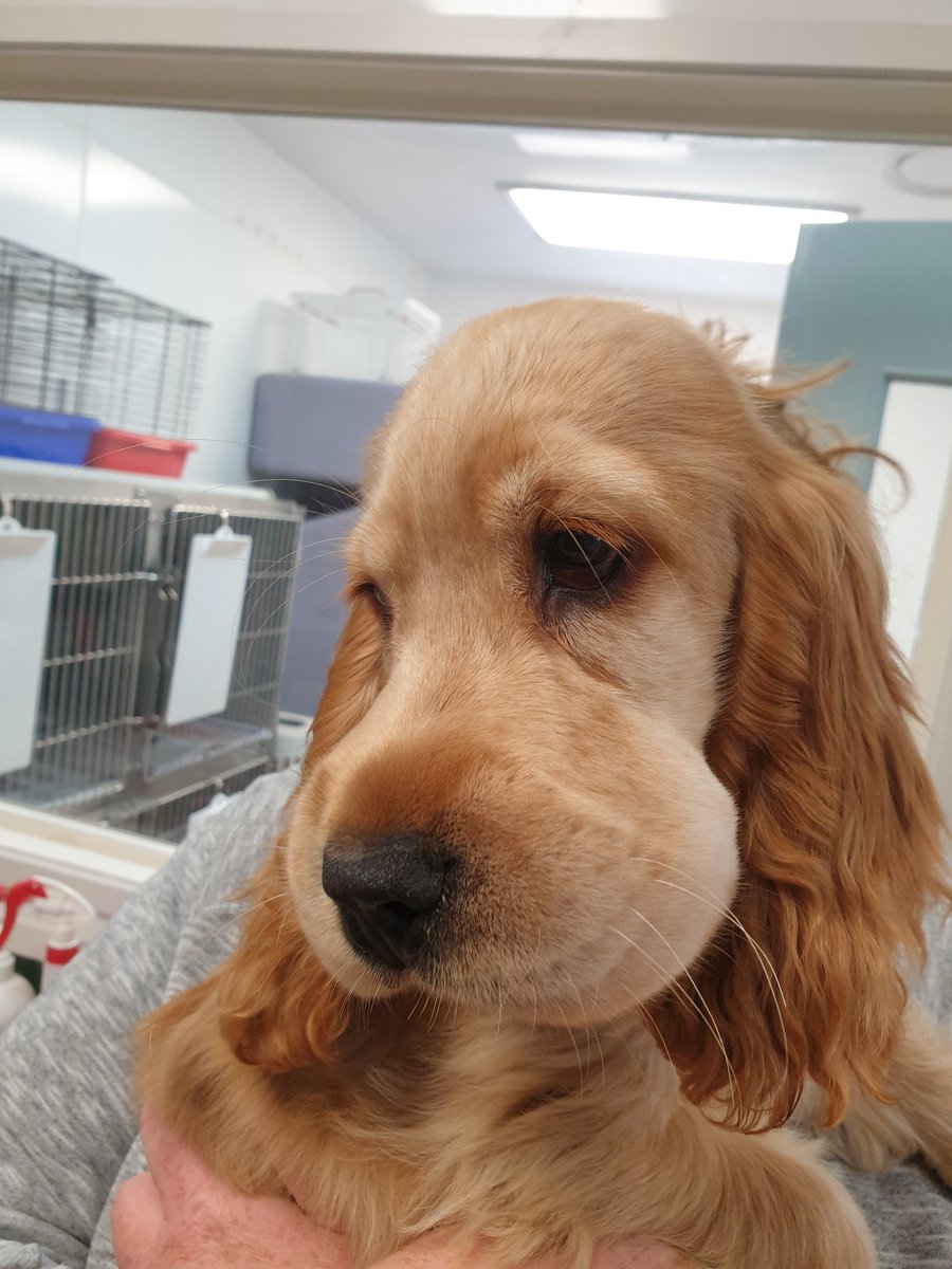 Sonja adlı bu köpek arı yemiş.. hayliyle yanakları da böyle tombikleşmiş :(