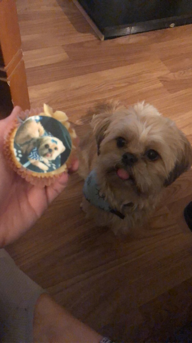 Can we all please just take a minute to appreciate the fact @haylowaylo put my puppy on a fucking cupcake😭😭😭😭😭 I could’ve cried I just love my little Dobby so much and this made my whole year😥😥😥