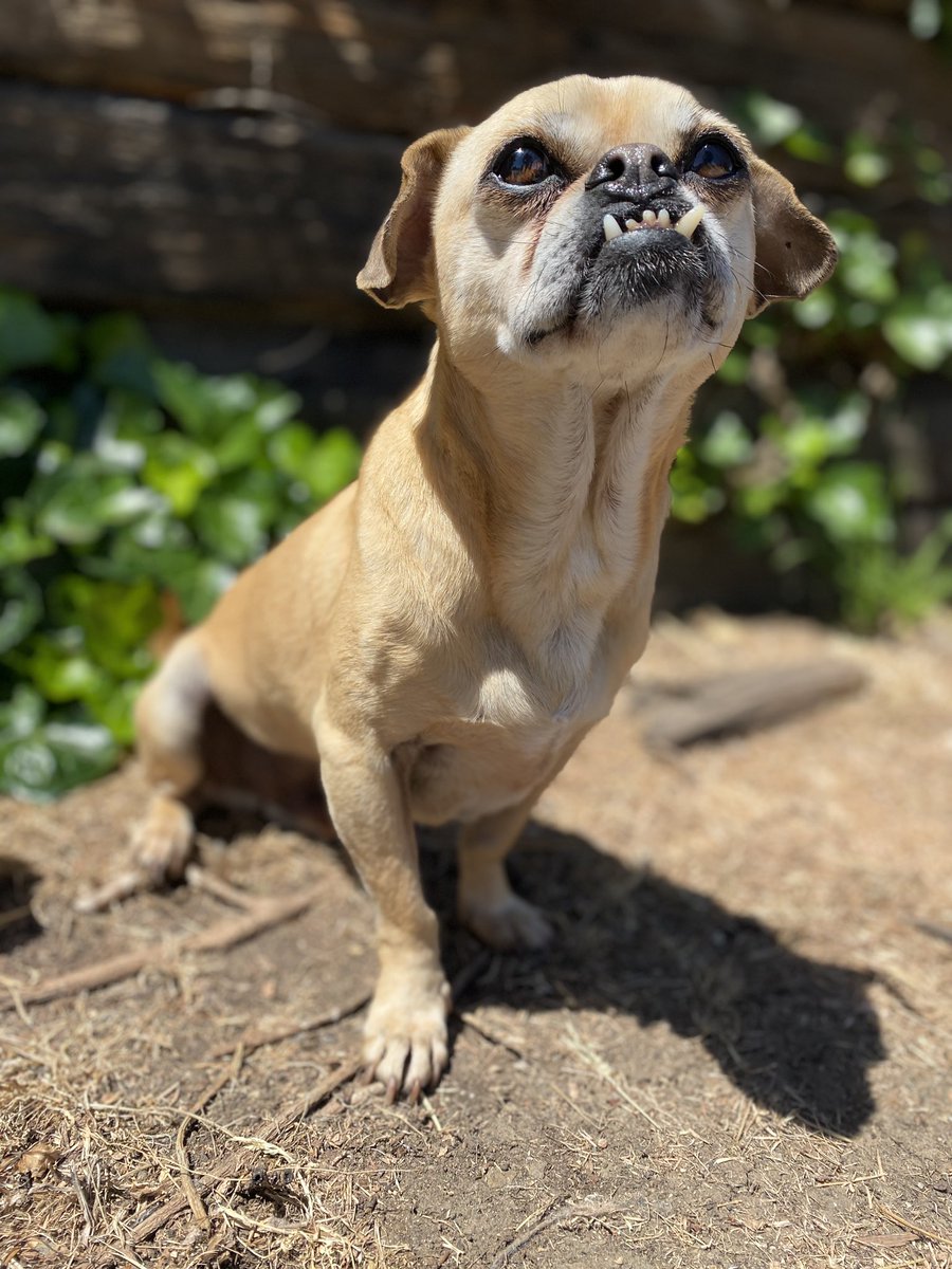 ZeppoTheDog's tweet photo. @First_Dogs_USA Well hello there DOTUS. My name is Zeppo. Congratulations on winning the White House! ❤️🙏🏽 https://t.co/b1yLbAxNlB