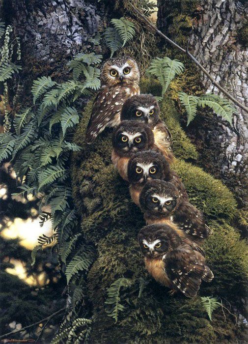 OwlsEveryHour's tweet photo. #OwlHour https://t.co/r7EG16PzTw