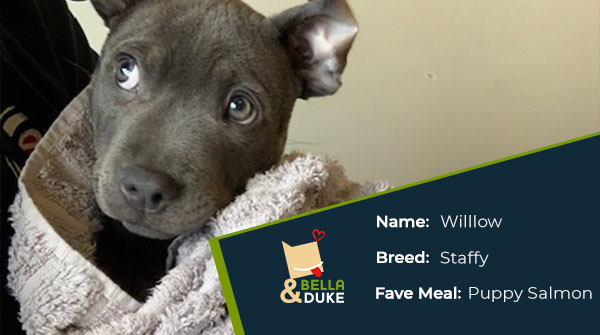 This gorgeous puppy is Willow.  She's a blue Staffordshire Bull Terrier, and she's only 3 months old! 😍

Willow's favourite toy is her baby cheetah, and she takes it everywhere with her - in the car, on walks ... awww!