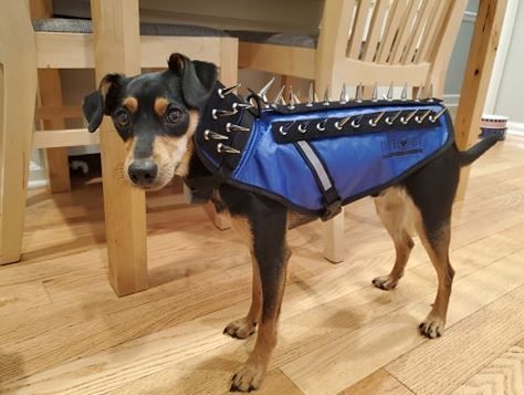CoyoteVest's tweet photo. I'm MUTTS about my new pet body armor! ⭐ Don't I look FUR-ociously handsome?
#mondaymood #petbodyarmor #petprotection #coyotevestconfidence #dogsofinstagram #instadog #dogs #doggos #doglovers #dailydog #dogoftheday #minpinmix #terriermix #chihuahuamix #winston https://t.co/h2CVWlHAfF