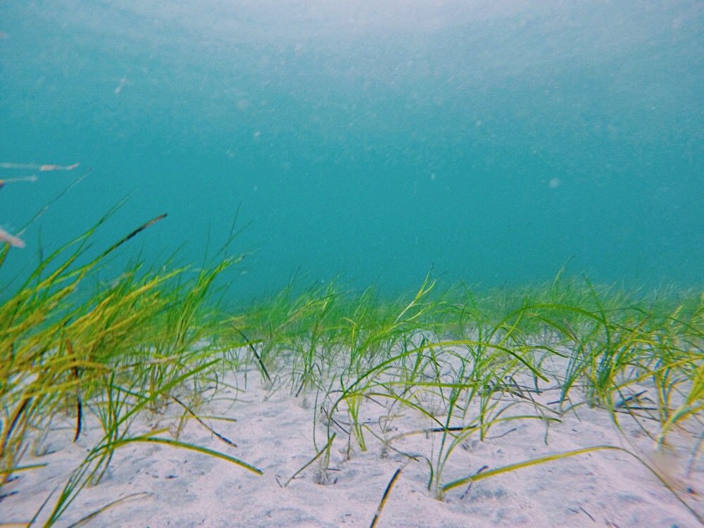 This Autumn, Project Seagrass has been working with <a href="/nature_scot/">Former NatureScot account</a> and <a href="/TheBotanics/">Royal Botanic Garden Edinburgh</a> to survey seagrass in Scotland 🍂

This work will help us to understand the genetic connectivity of our seagrass meadows and fill in any knowledge gaps before starting potential restoration trials🌱